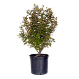 2.5 Gallon Elaeagnus Ebbingei for sale with green and silver foliage in a black nursery container