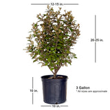 2.5 Gallon Elaeagnus Ebbingei for sale with shipped plant dimensions. Ships at approx 12-15 inches wide by 20-25 inches tall