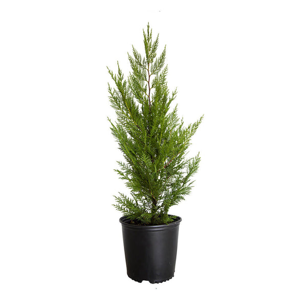 leyland cypress planting Leyland Cypress Tree 2.5 Qt