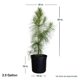 2.4 Gallon Pine Loblolly in black container showing shipped dimensions. Ships at approx 20 inches wide by 30 inches tall