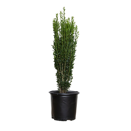 2.5 Gallon sky pencil holly for sale potted plant in black pot 