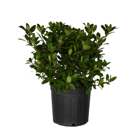 2.5 Gallon Snow White Indian Hawthorn for sale with compact fragrant evergreen foliage with clusters of white flowers evergreen indian hawthorn