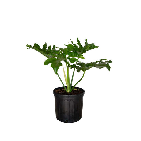 2.5 gallon Split leaf philodendron for sale in a black nursery container