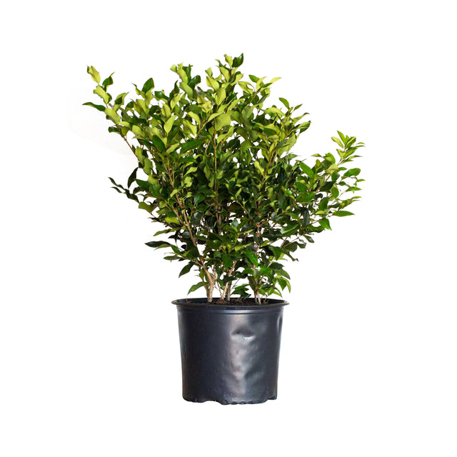 2.5 Gallon glossy green leaves of the wavy leaf ligustrum plants, privet in a black 2.5 Gallon pot
