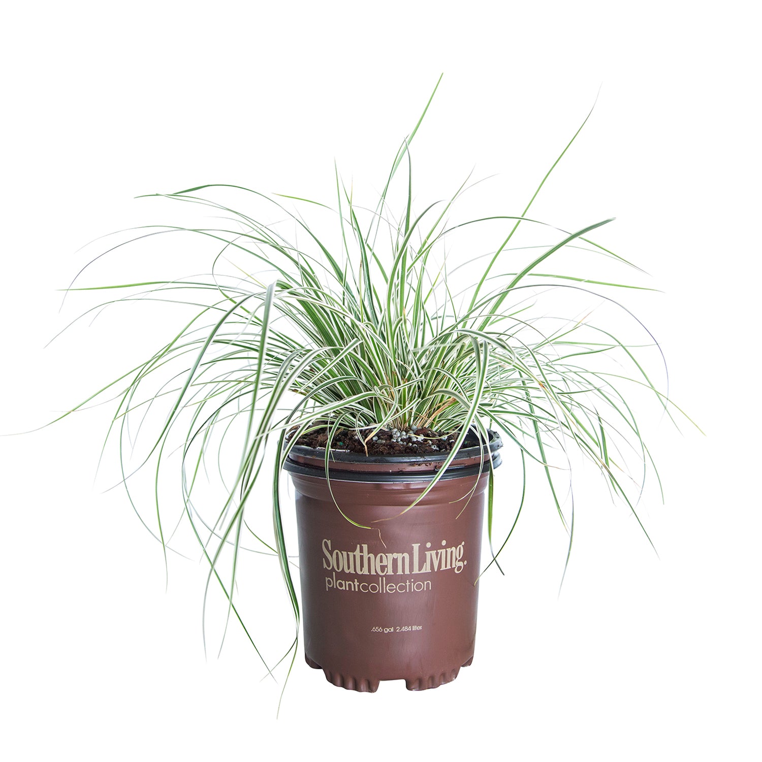 Everest Carex | Shop Evercolor Carex Series – Plants by Mail