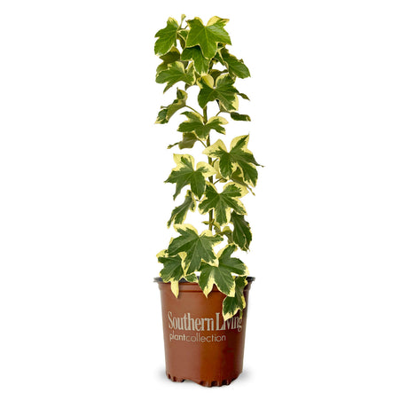 2.5 Quart Angyo Star Fatshedera for sale with variegated green and cream foliage with large ivy like leaves in a southern living pot and trellis