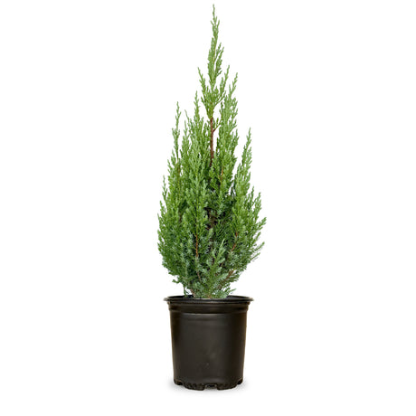 2.5 Quart Blue Point Juniper for sale with blue green foliage in a black nursery container