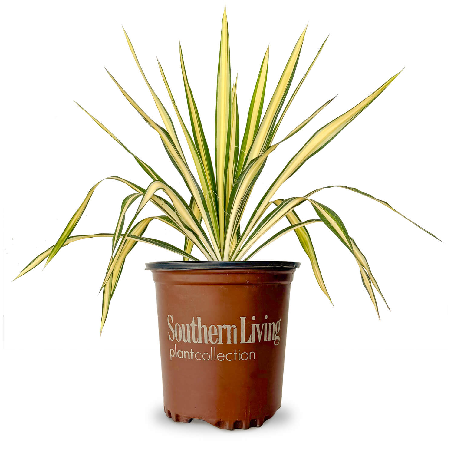 Color Guard Yucca | Shop Online – Plants by Mail
