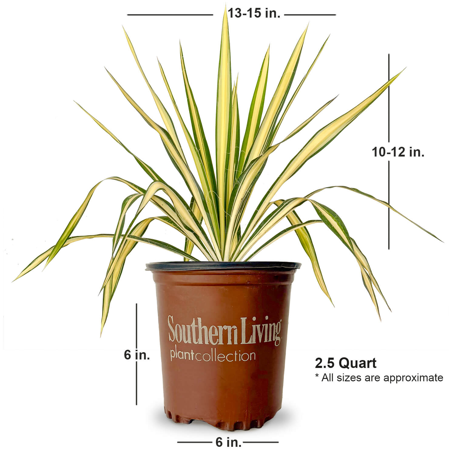 Color Guard Yucca | Shop Online – Plants by Mail