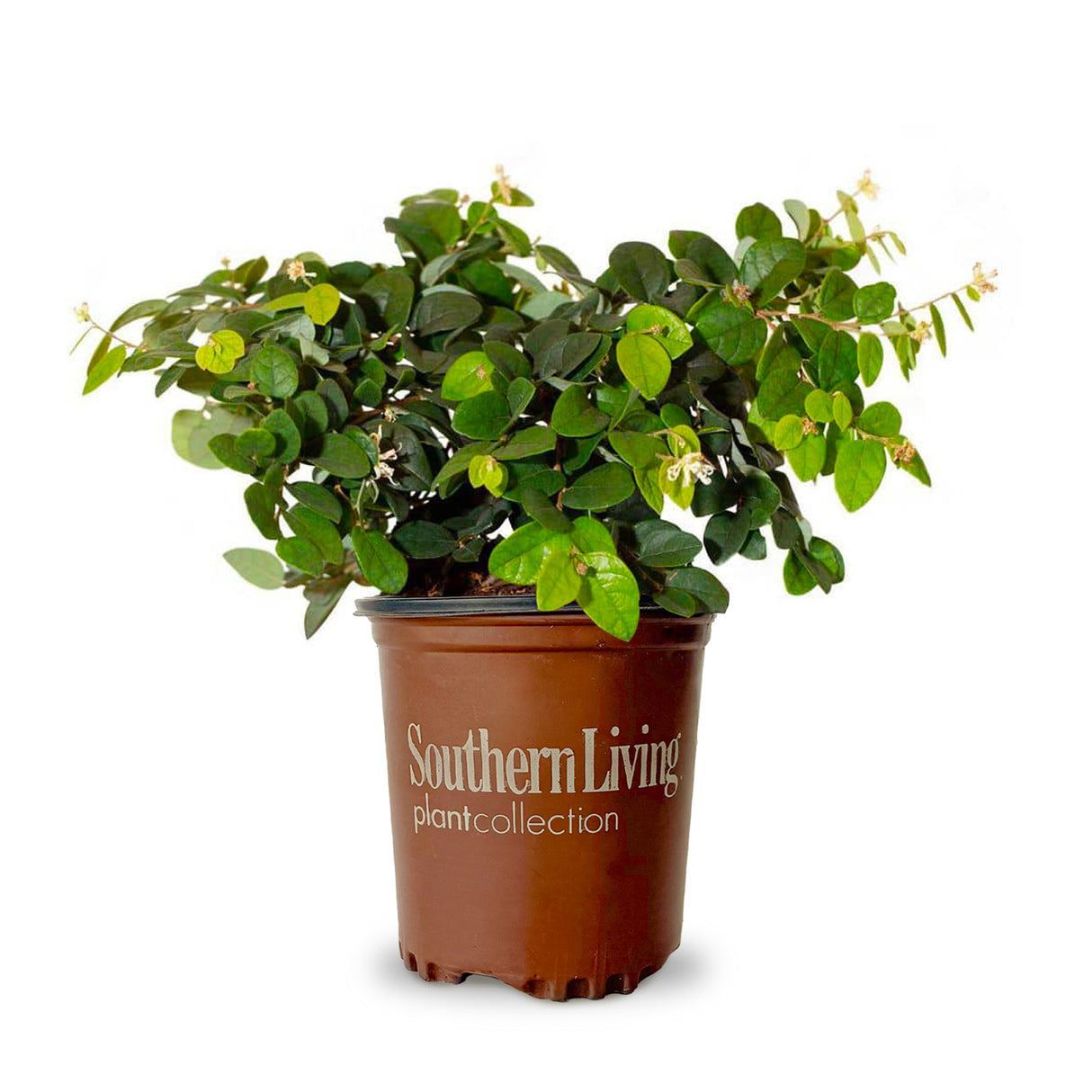 Emerald Snow Loropetalum