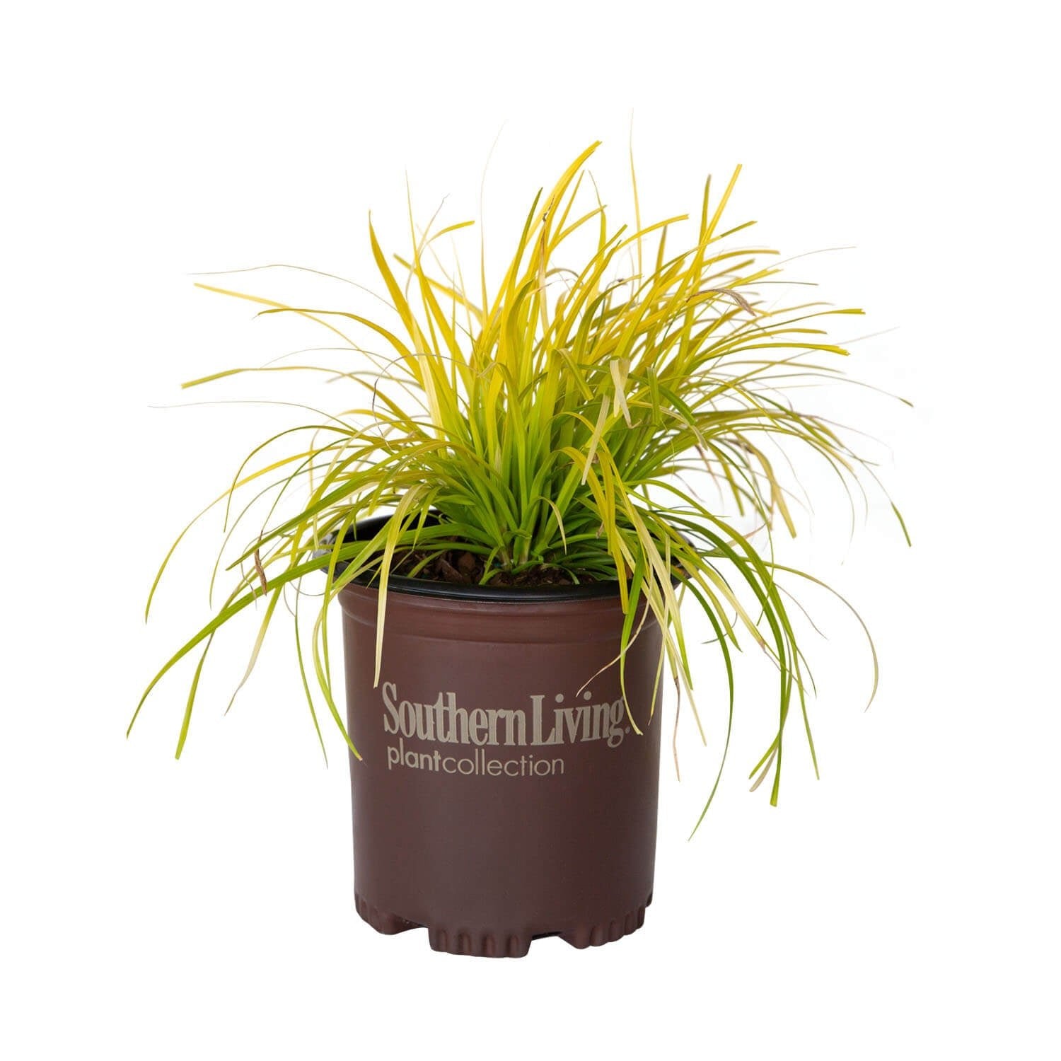 Everillo Carex Grass | For Sale – Plants by Mail