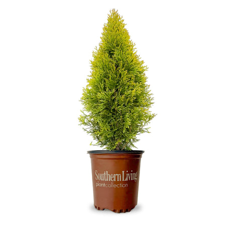 2.5 Quart Highlights Arborvitae for sale with bright yellow foliage and naturally pyramidal form in a southern living container
