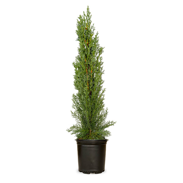 Italian Cypress