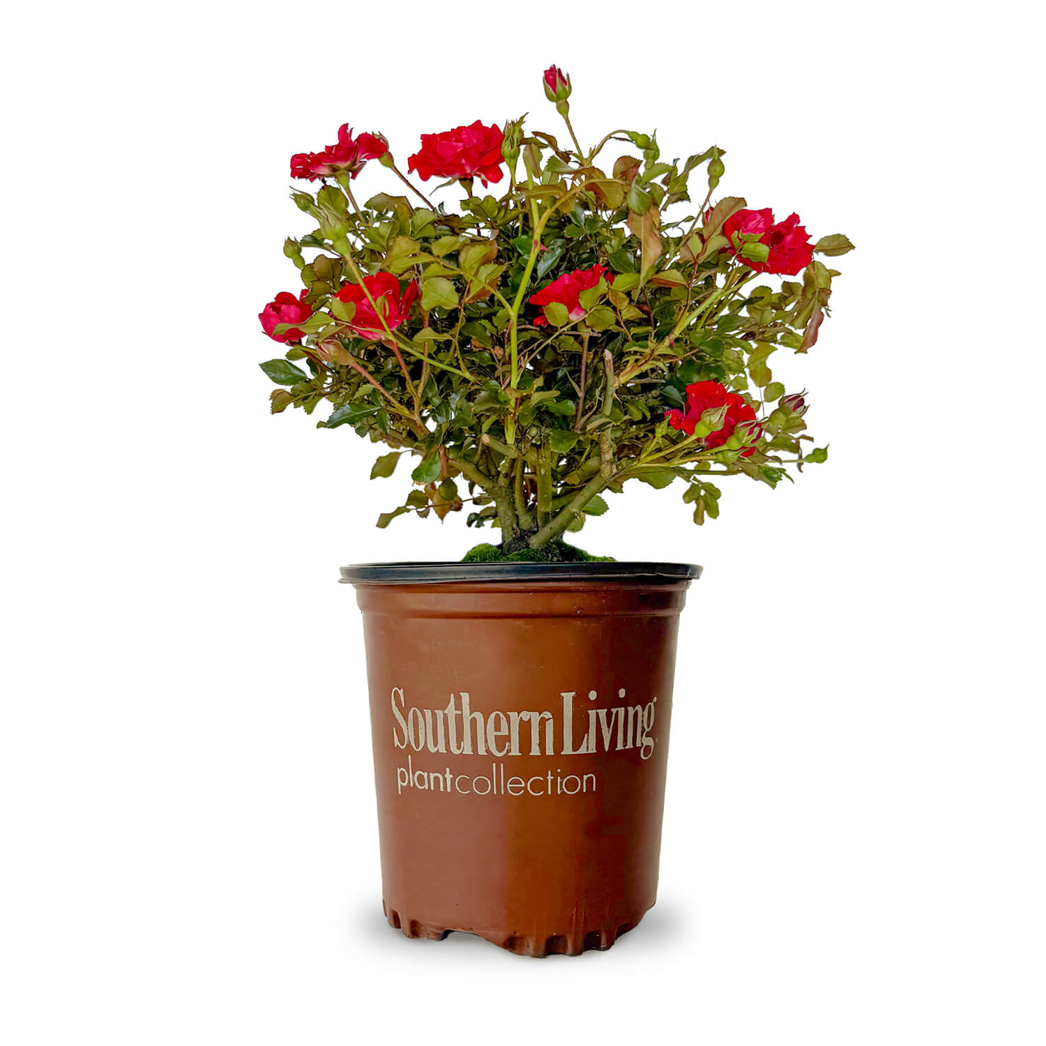 ground cover rose plants It's A Breeze Red Rose Shrub - Red Groundcover Rose