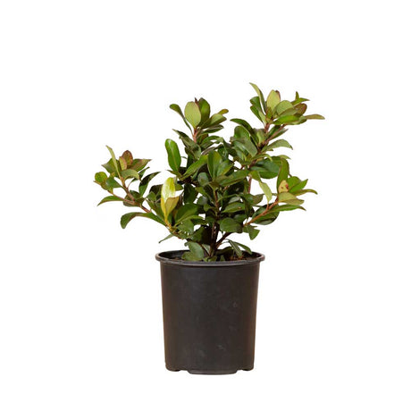 2.5 Quart snow white indian hawthorn compact fragrant evergreen foliage with clusters of white flowers evergreen indian hawthorn