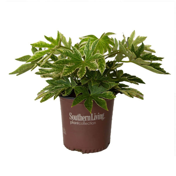 Spiders Web Fatsia Japonica