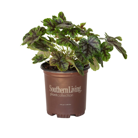 2.5 Quart Tapestry heucherella for sale. coral bells heuchera plant in southern living 1 gallon pot
