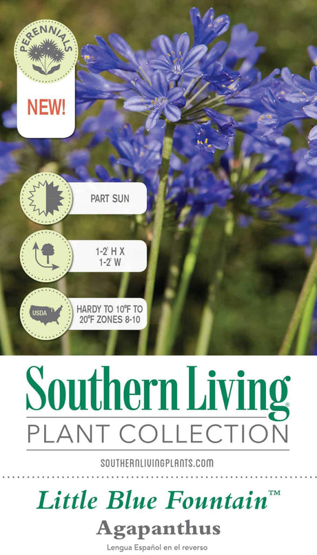 Little Blue Fountain Agapanthus Tag Front