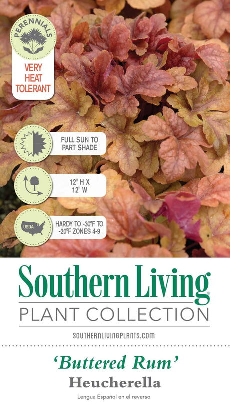 Buttered Rum Heucherella Tag Front