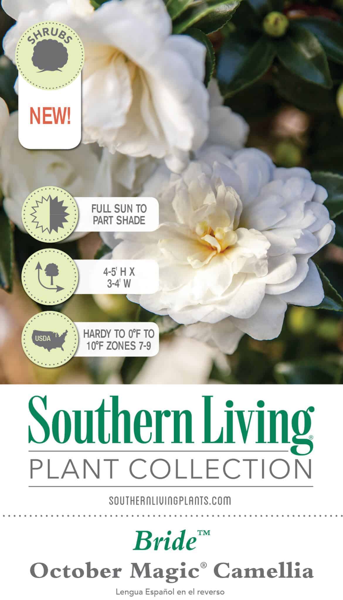 October Magic Bride Camellia | Shop – Plants by Mail