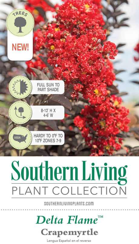 Delta Flame Red Crapemyrtle Tag Front