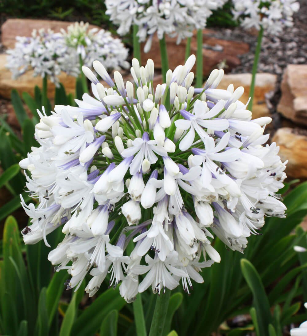Queen Mum Agapanthus