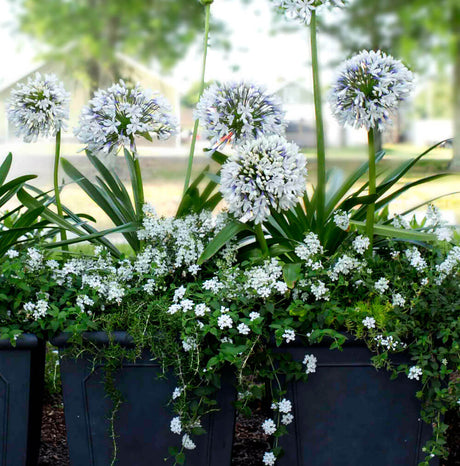 dwarf evergreen foliage blue white flowers