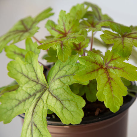alabama sunrise foamy bells heucherella leaves showcasing the texture and color of the foliage