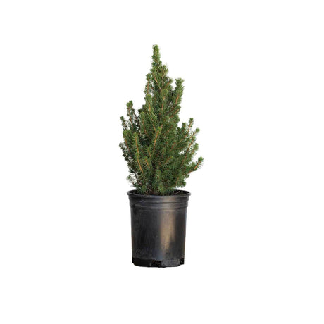 2.5 Quart Dwarf Alberta Spruce for sale with evergreen foliage in a black nursery container