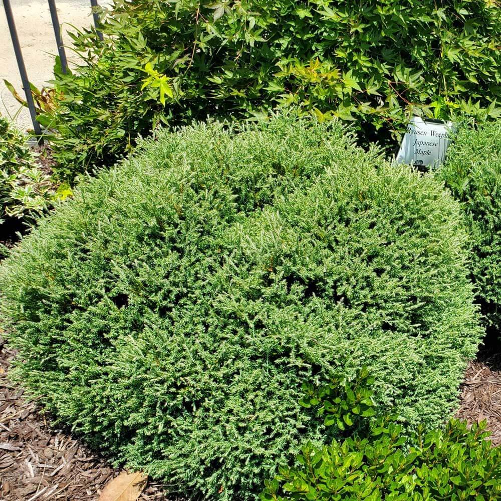 Pancake Arborvitae | Available Online – Plants by Mail