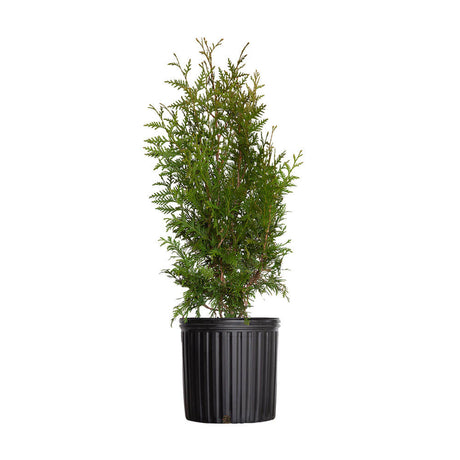2.5 gallon thuja green giant arborvitae tree for sale