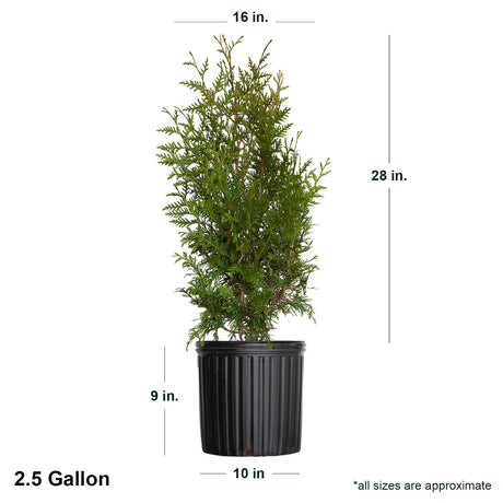 2.5 gallon thuja green giant arborvitae tree for sale with shipped dimensions. Ships at approx 28 inches tall by 16 inches wide