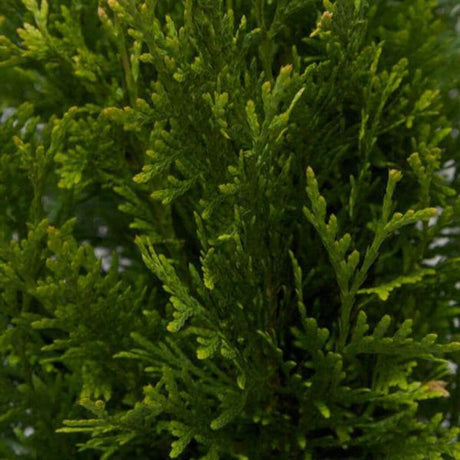 thuja green giant arborvitae tree for sale