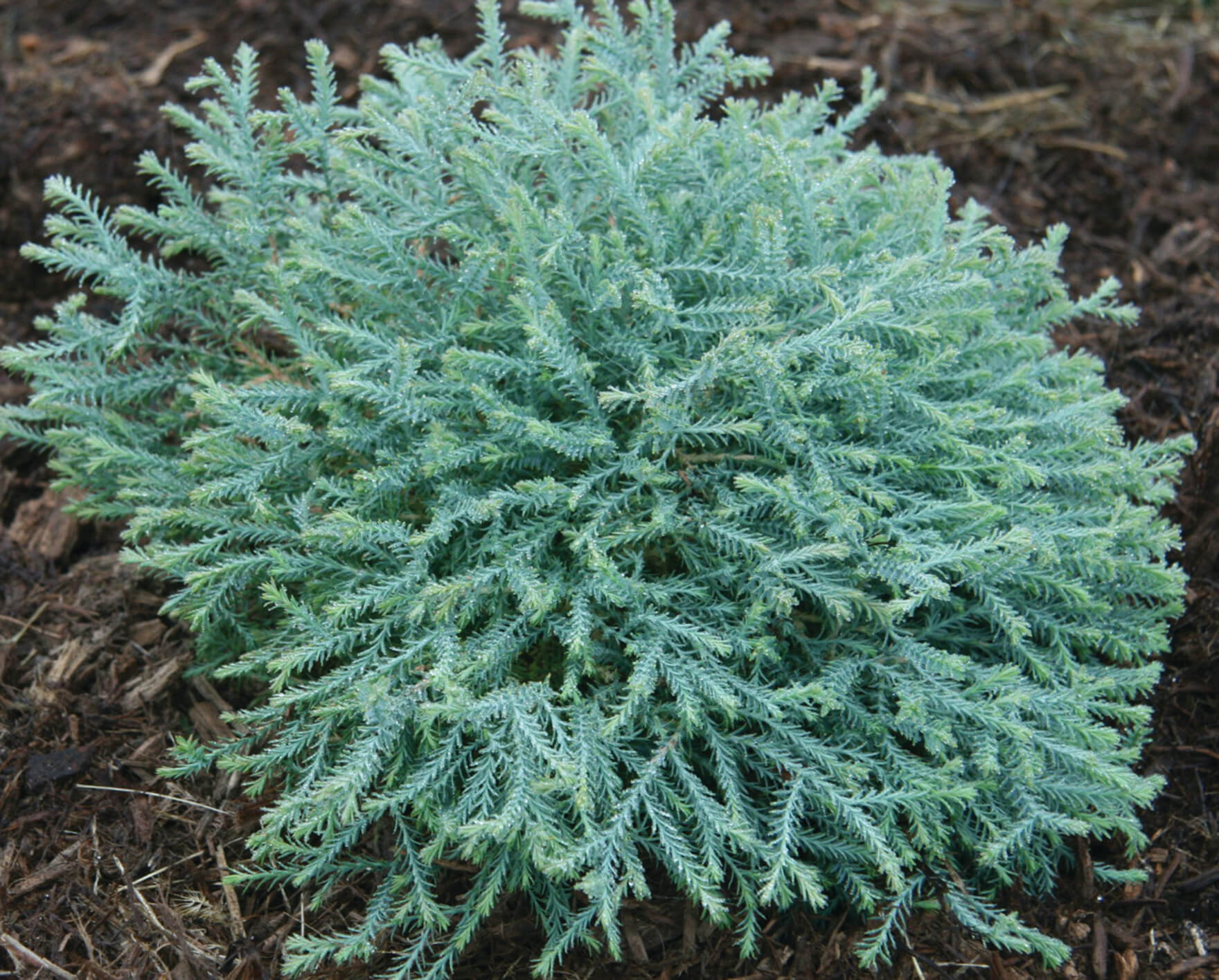 Pancake Arborvitae | Available Online – Plants by Mail