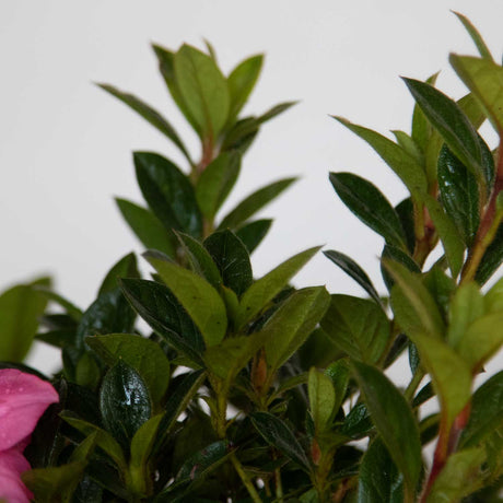 Closeup of leaves on the Autumn Carnation Encore Azalea