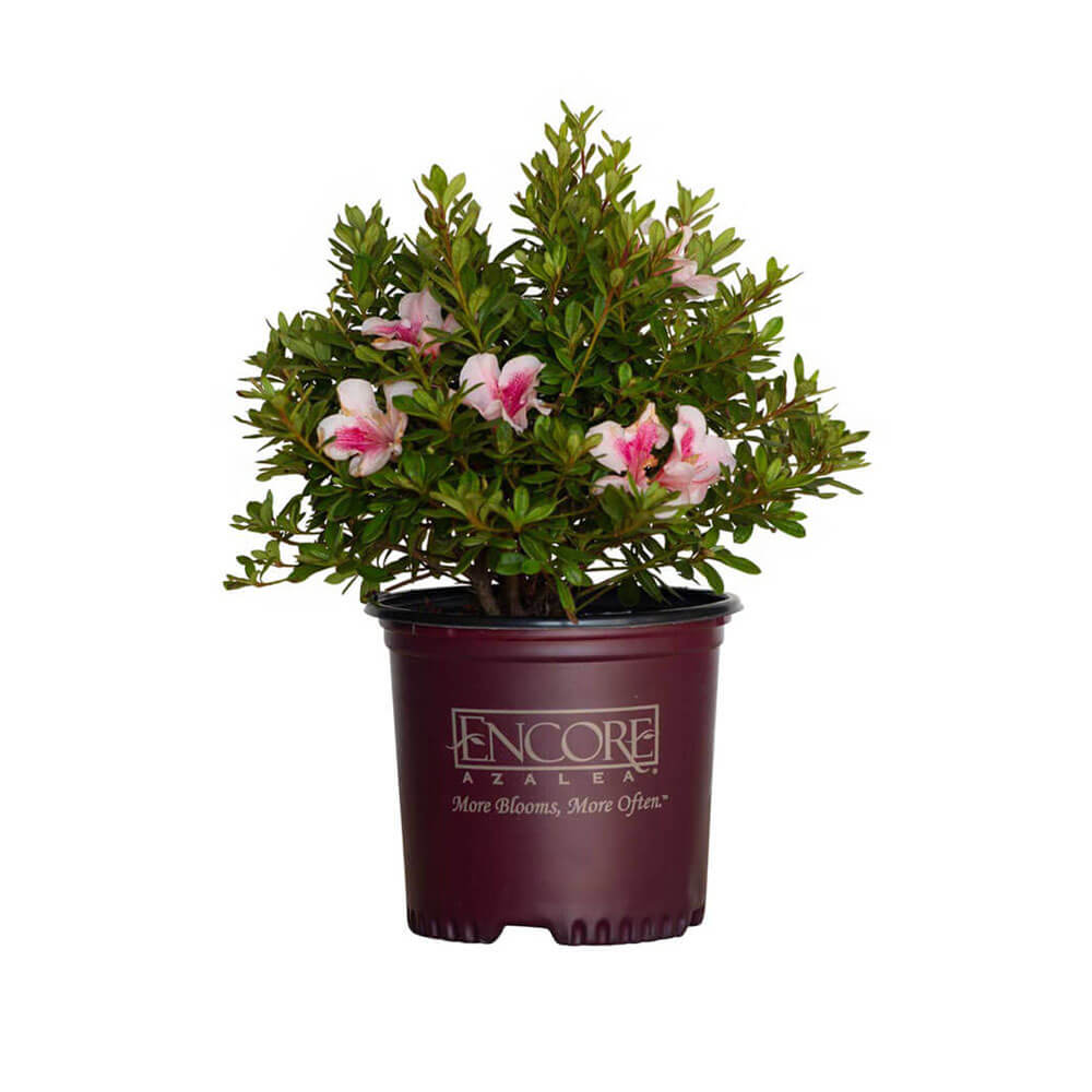 Autumn Chiffon Encore Azalea | Shop Online – Plants by Mail