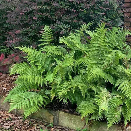 autumn fern evergreen woodland tree mass planting