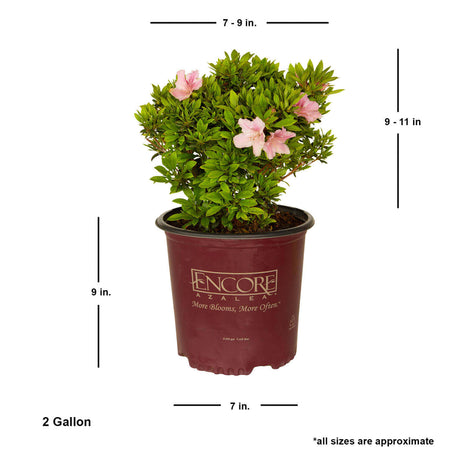 2 Gallon Encore Azalea Autumn Sweetheart for sale with shipped plant dimensions. buy encore azalea sweetheart for sale online average size live plant shipped