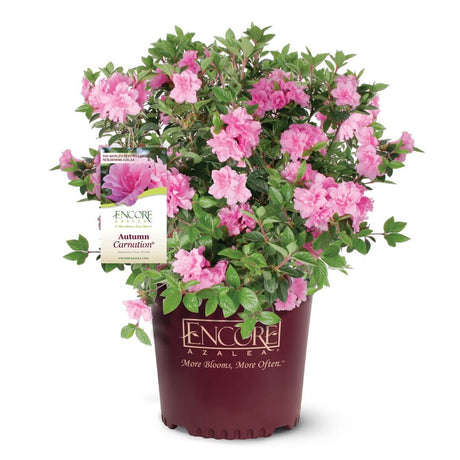 Potted Carnation Encore azalea plant with pink flowers and a visible brand label on a white background