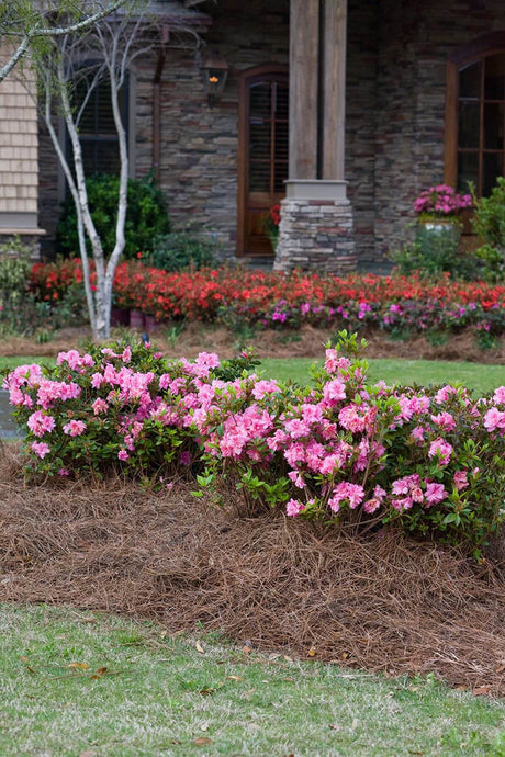 Floral garden in front of a house with hot pink flowers of the Encore Azalea Autumn Carnation mulched with pinestraw