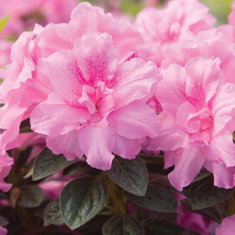 Close-up of pink azalea flowers with green leaves of the Encore Azalea Autumn Carnation