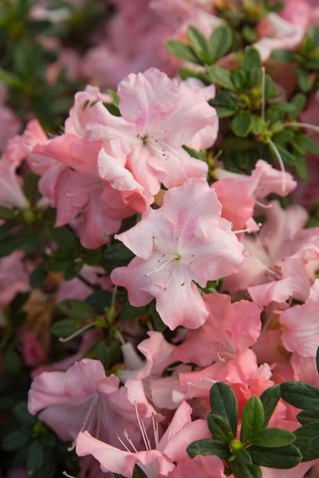 Encore Azalea Autumn deutante's soft pink flowers close up image in full bloom