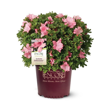 Potted Encore Azalea bush Autumn Debutante plant with pink flowers on a white background