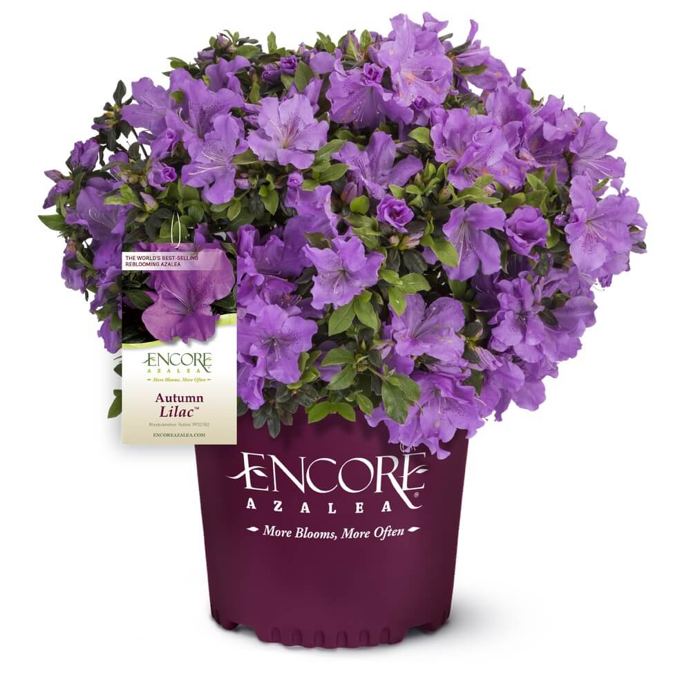 紫苑 Autumn Lilac Encore Azalea | Shop Online – Plants by Mail