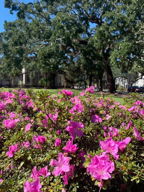 Encore Azalea Autumn Lilac with purple blooms is a sunny landscape