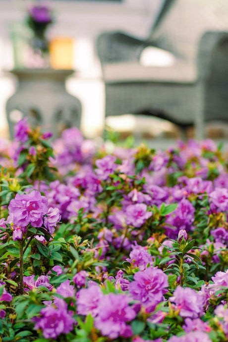 Purple flowers of the Encore Azalea Autumn Majesty in a garden with a blurred background