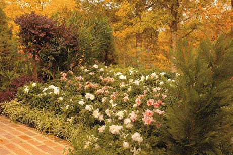 Garden with flowering plants and a brick path in autumn featuring a mix of Encore Azaleas