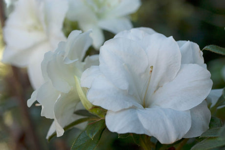 Close-up of a white flowers of the Encore Azalea Autumn Moonlight Shrub with a blurred green background