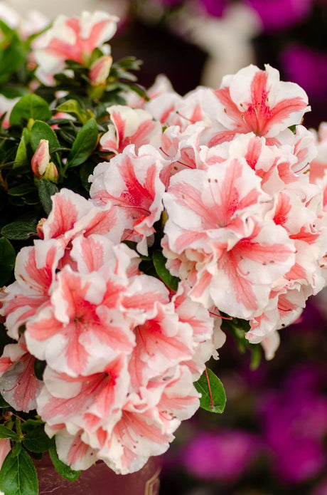 Close-up of pink and white flowers with a blurred background - Encore Azalea Autumn Starburst