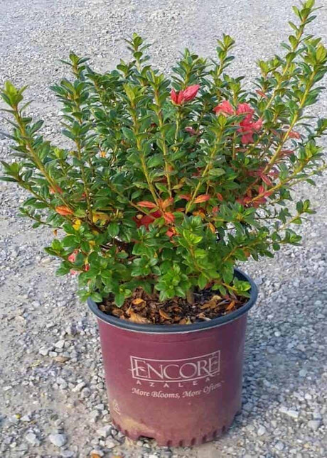3 gallon Encore Azalea Autumn Monarch